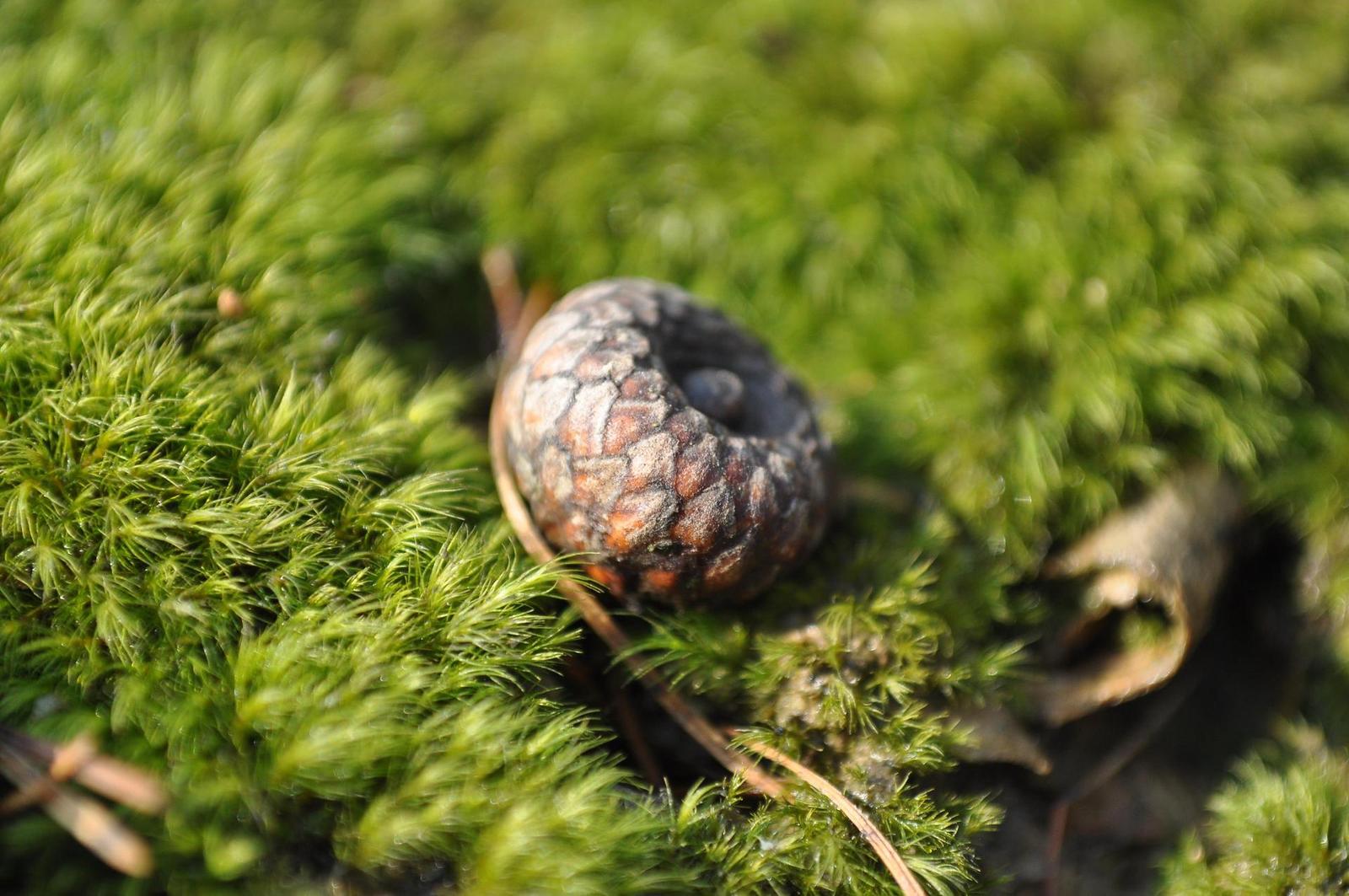 Raynox DCR-150: kvalitní makro levně