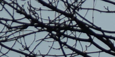 Sony SAL-70400G (70-400mm F4-5,6 SSM G)