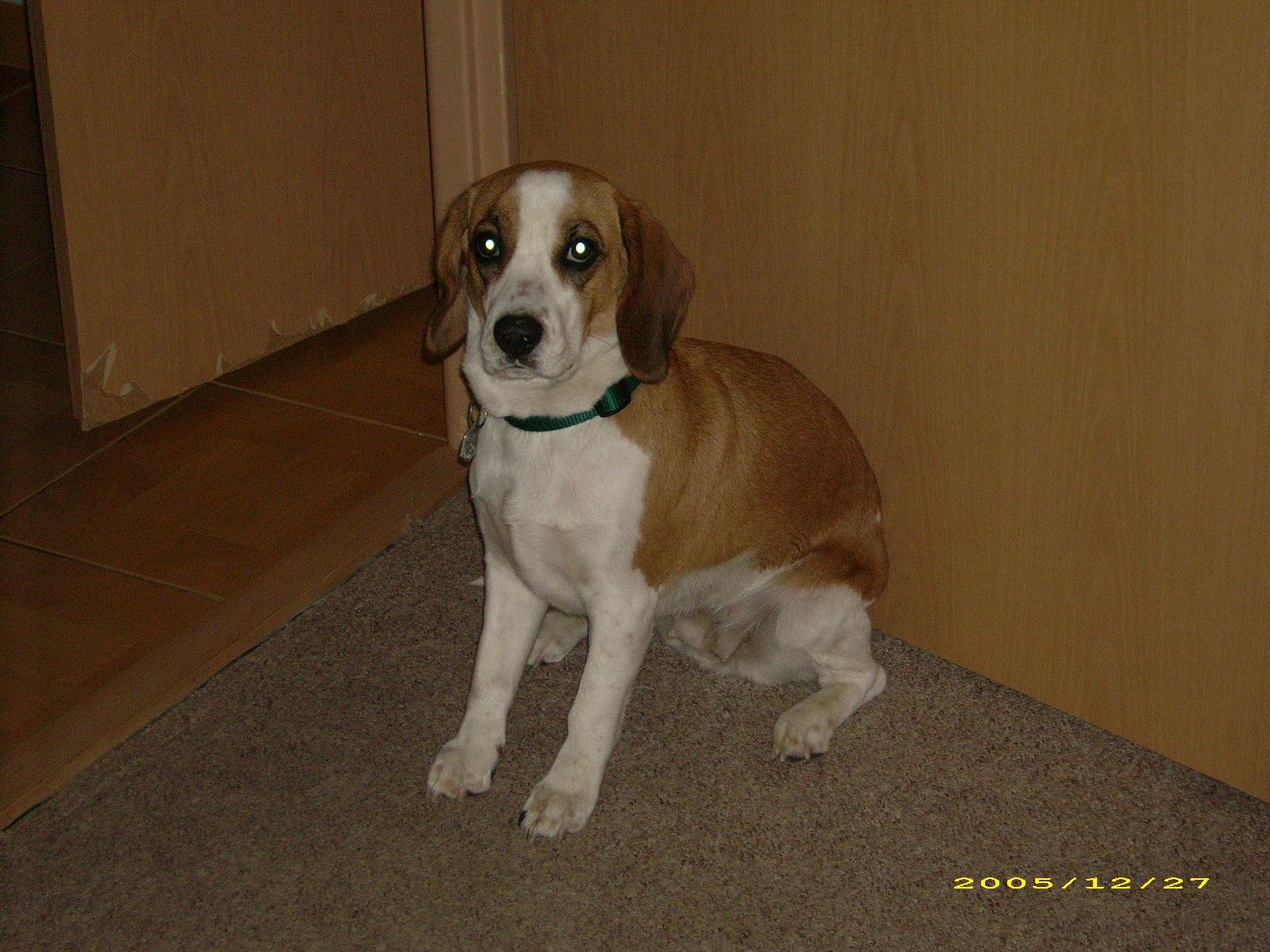 BenQ DC C800: Kapesní levný osmimegapixel