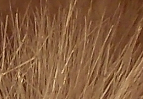 Nikon Coolpix L810: pro nenáročné