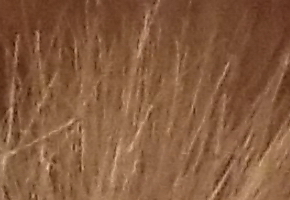 Nikon Coolpix L810: pro nenáročné