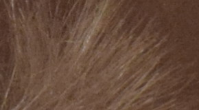 Nikon D3300: drobek se silným srdcem