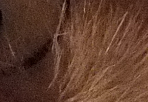 Fujifilm X-S1: jedinečný