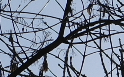 Samsung 60mm F2.8 Macro ED OIS SSA