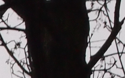 Olympus M.Zuiko Digital 45mm 1:1.8