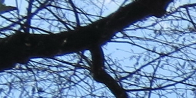 Canon PowerShot SX50 HS: překvapivá kombinace