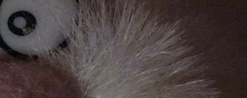 Nokia 808 PureView: mobilní zrcadlovkobijec