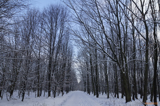 Sony SLT-A77: megapixelový přeborník