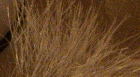 Nikon D7200: přesvědčivé zrcadlo