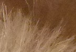 Panasonic Lumix FZ200: ultrazoomové překvapení roku