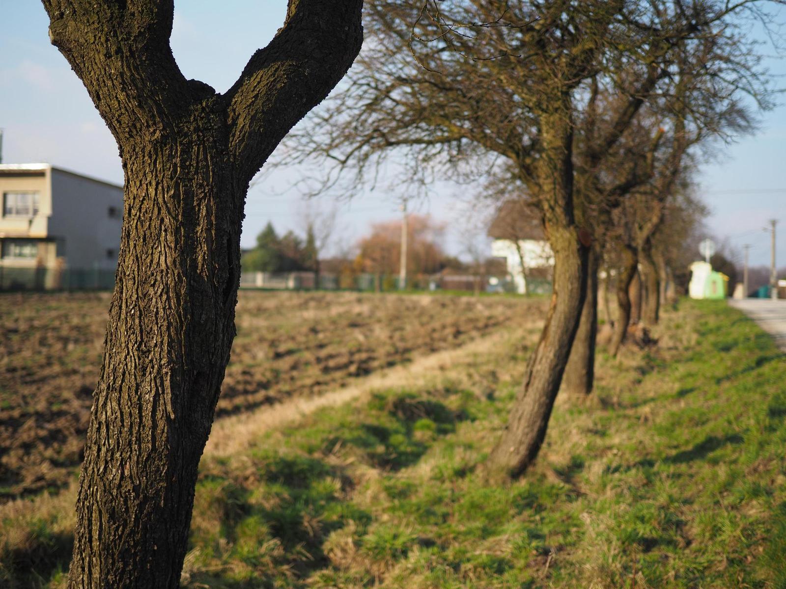 Olympus M.Zuiko Digital 25mm 1:1.8