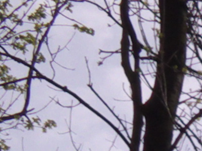 Fujifilm FinePix HS10: ultrazoom roku?