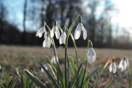 Sigma DP2: otestovali jsme Foveon!