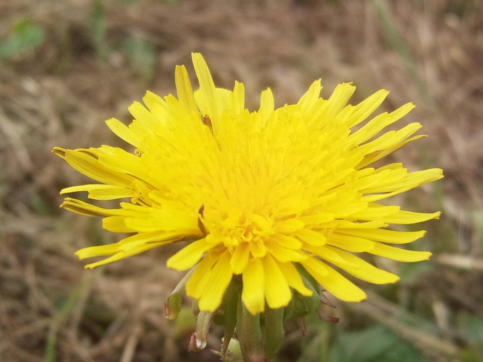 Samsung I8910 HD: dotyková placka