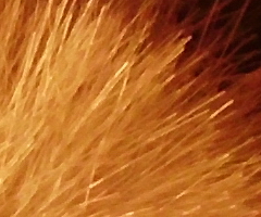 BenQ DC T1260: přítel citlivé peněženky