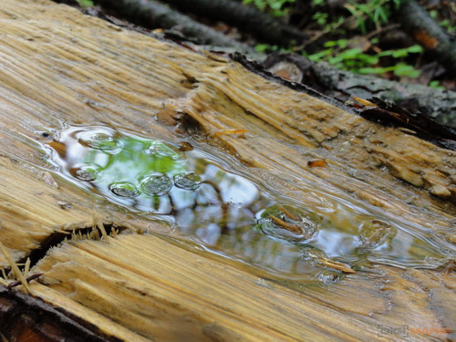 Sony Cyber-shot HX5: pan téměř dokonalý