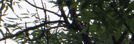 Minolta MD Rokkor 45mm F2.0 (MD)