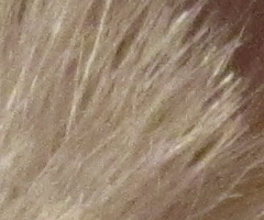 Canon PowerShot SX210 IS: s překvapivou zbraní