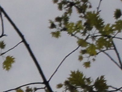 Sony Cyber-shot HX5: pan téměř dokonalý