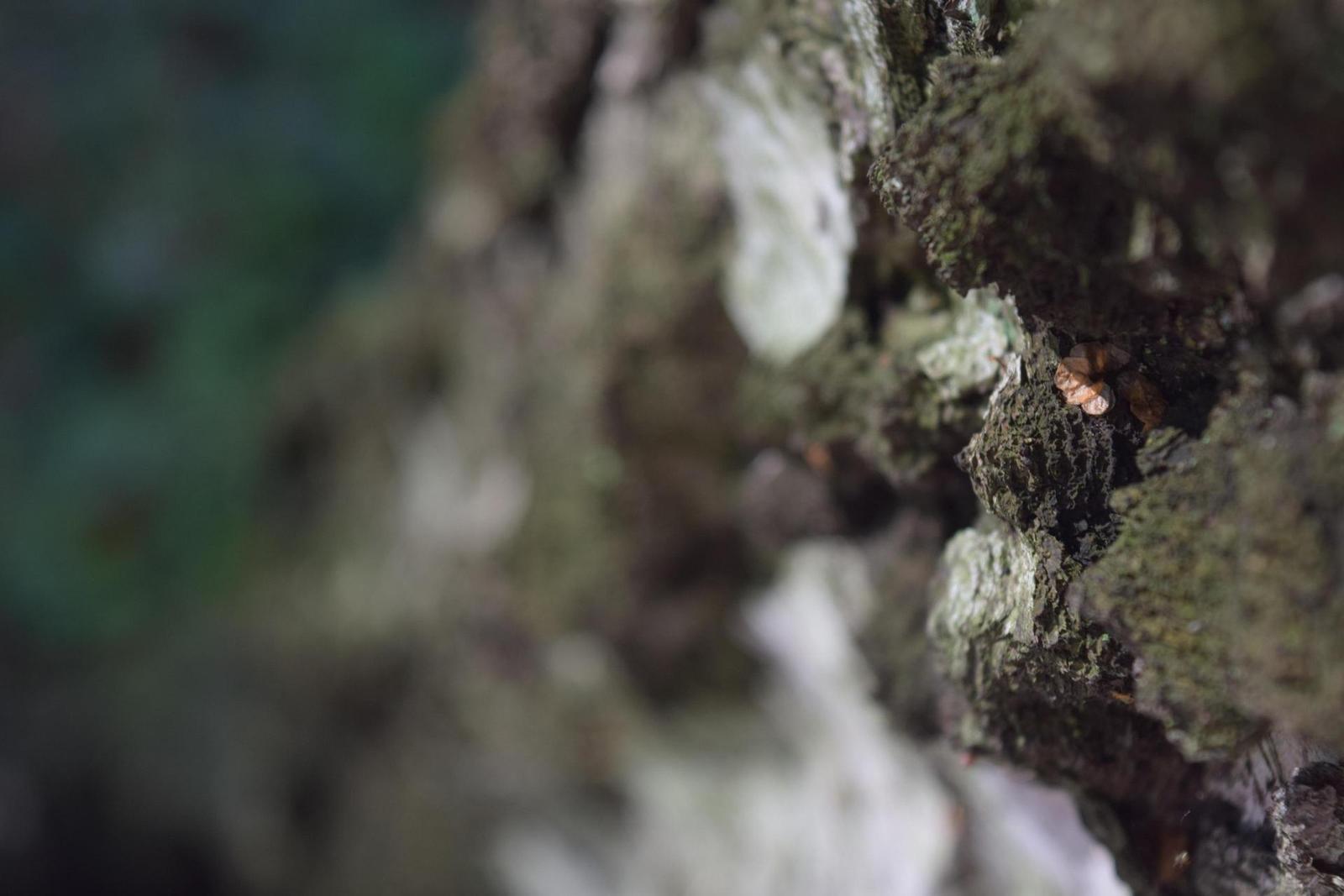 Nikon D3300: drobek se silným srdcem