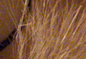 Fujifilm X-S1: jedinečný