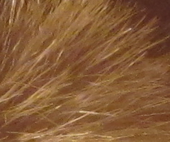 Canon IXUS 300 HS: superstylovka i pro náročné