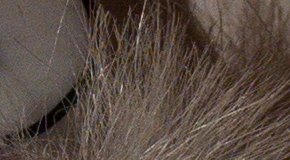 Panasonic Lumix LX100: pozoruhodný profi kompakt