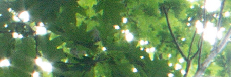 Canon FL 35mm 1:2.5 (FL/FD)