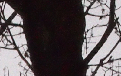 Olympus M.Zuiko Digital 45mm 1:1.8