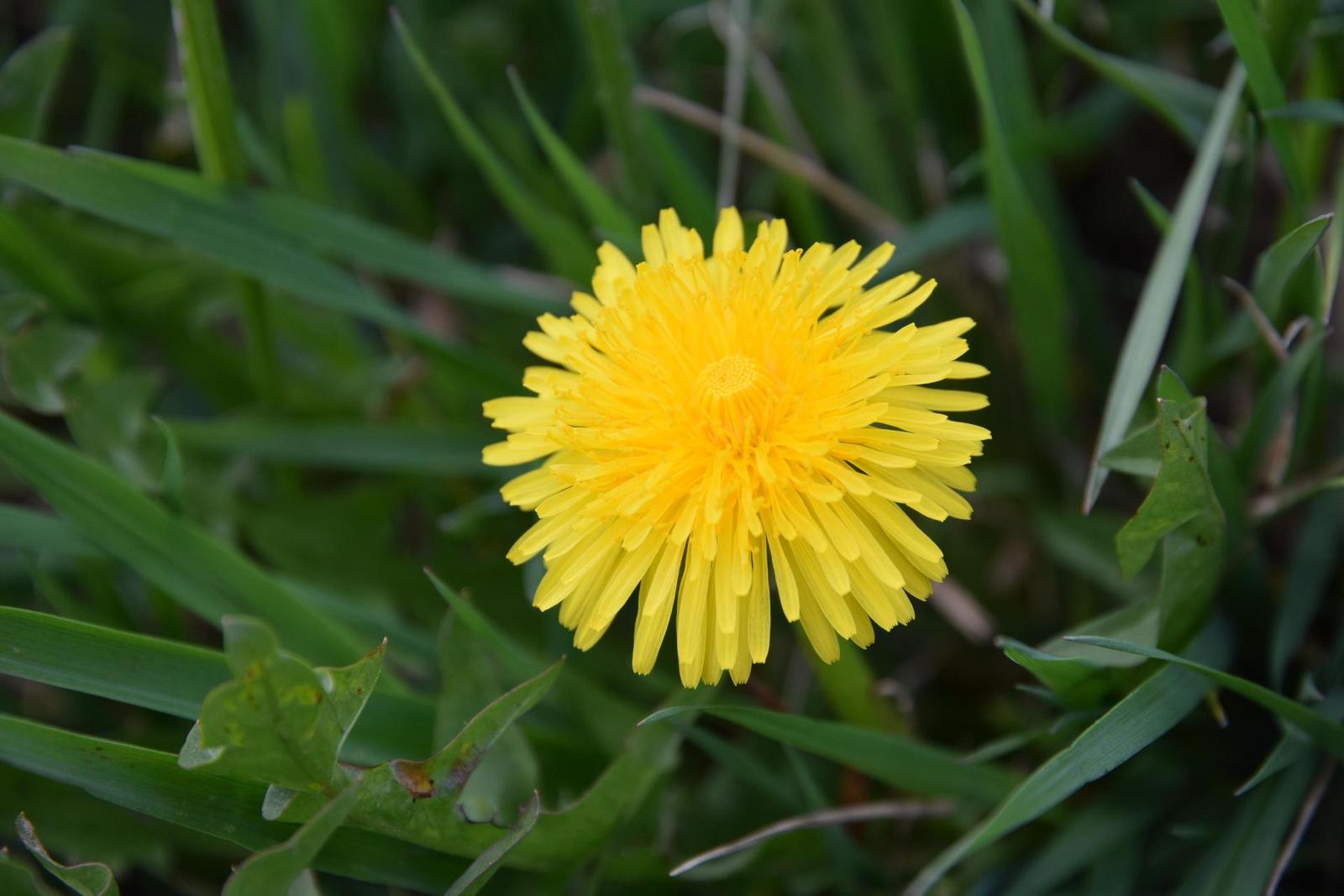 Nikon AF-S DX NIKKOR 16-85mm f/3.5-5.6G ED VR