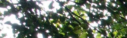 Canon EF-M 28mm f/3.5 Macro IS STM