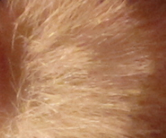 Canon PowerShot G10: stále mezi nejlepšími