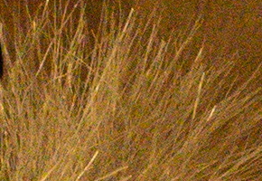 Nikon D5300: bezdrátový DSLR turista