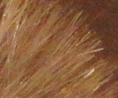 Sony SLT-A33: přesvědčivý revolucionář