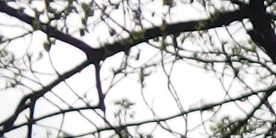 Olympus Stylus XZ-2: jednoduše skvělý