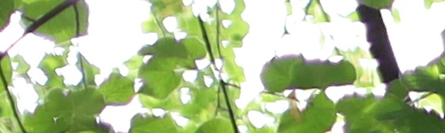 Canon EF 50mm f/1.4 USM