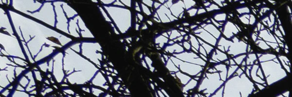 Panasonic Leica Summilux DG 9mm f/1.7 ASPH.