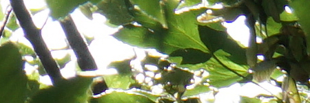 Sony Carl Zeiss Vario-Tessar T* 16-70mm F4 OSS (SEL1670Z)