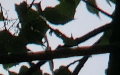 Casio EXILIM ZR100: kapesní formule