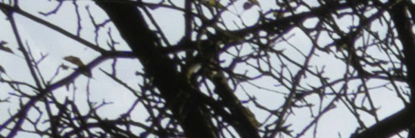 Panasonic Leica Summilux DG 9mm f/1.7 ASPH.