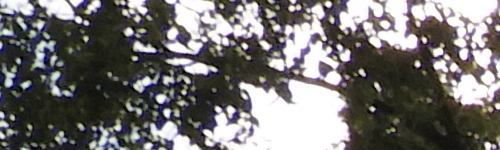 Nikon Coolpix B700: přírodovědec