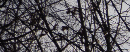 Panasonic Leica DG Vario-Summilux 10-25mm F1.7 ASPH.