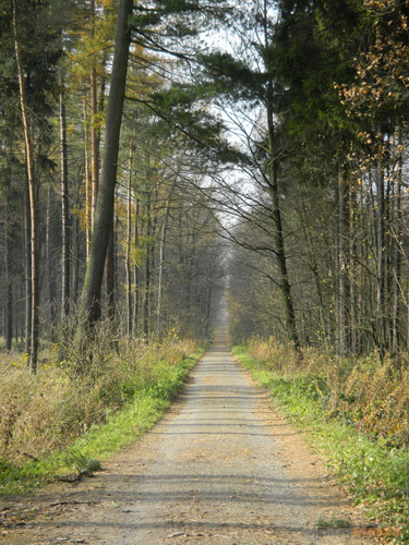 Nikon Coolpix S1100pj: kino v kompaktu