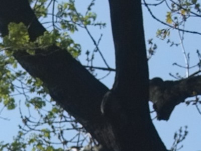 Fujifilm X100: splněný sen