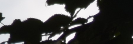 Nikon AF-S DX NIKKOR 55-200mm f/4-5.6G IF-ED VR