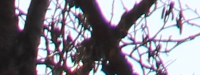 Megatest ultrazoomových objektivů