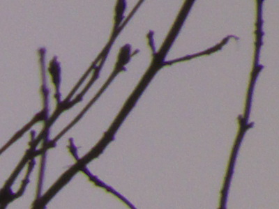 Fujifilm FinePix HS10: ultrazoom roku?