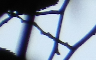 Nikon Coolpix P500: univerzální dalekohled