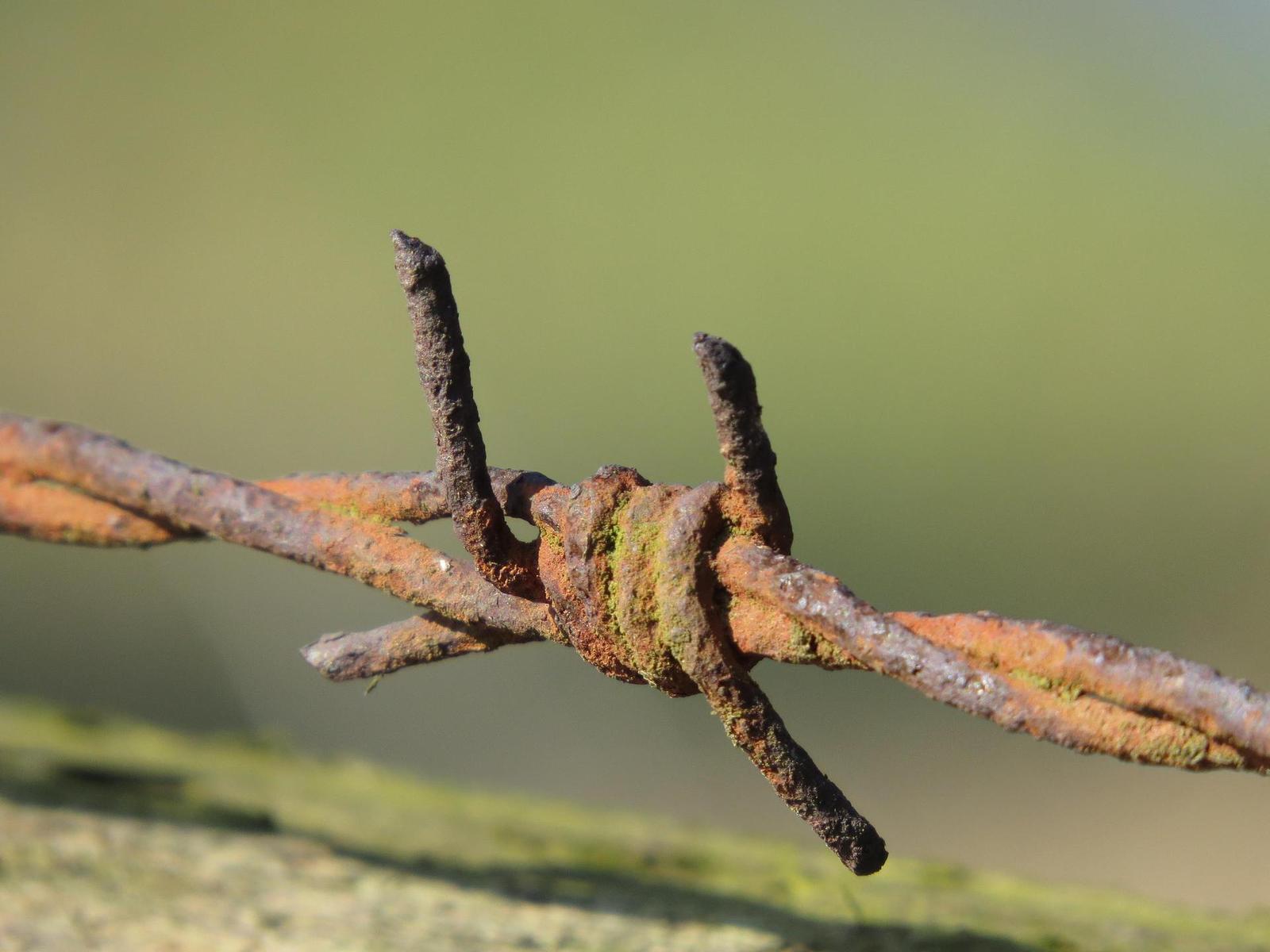 Canon PowerShot SX50 HS: překvapivá kombinace