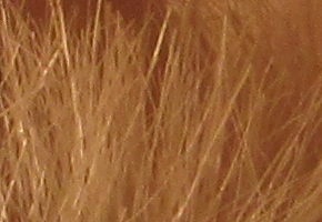 Canon PowerShot SX500 IS: fotící stroj času